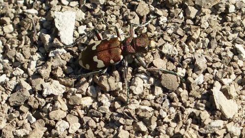Réf. 183 516 : Cicindela sylvicola